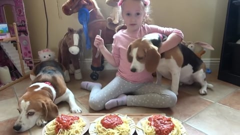 Spaghetti Eating Competition with Cute Beagle Dogs 