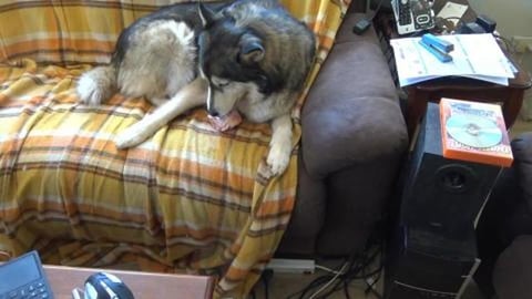 Husky's boning up on homework