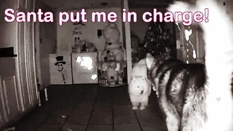 Husky Guards Christmas Presents From Malamute All Night |...