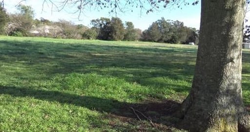 Huskies walk around North Toowoomba