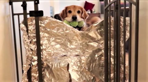 Funny Sounding Dogs React To Tin Foil!