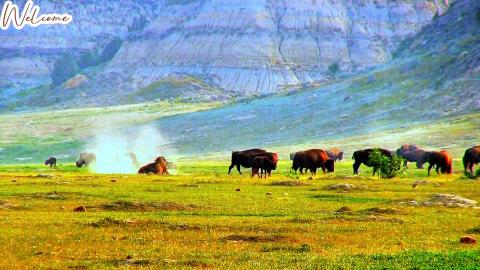 Peaceful Cows & Buffalo Relaxation  Calming Nature Sounds...