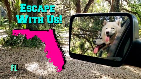 Husky & Malamute Escape Lockdown In Florida 