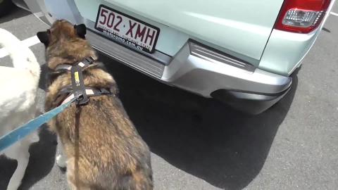 Trying to Shop with a Husky & Malamute