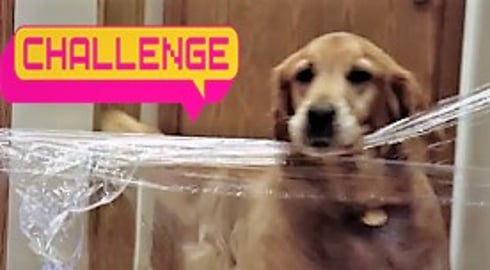 Funny Golden Retriever Dog Reacts To The Invisible Challe...