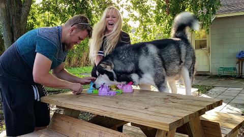 Hungry Malamute VS Hungry Hungry Unicorn Hippo!