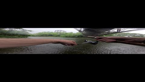 Gar Pike in Rain