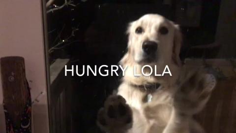 Breakfast with Lola the Golden Retriever 
