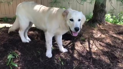 Lola digging Up the garden