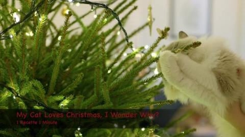 My Cat Loves Christmas, I Wonder Why? (shorts)