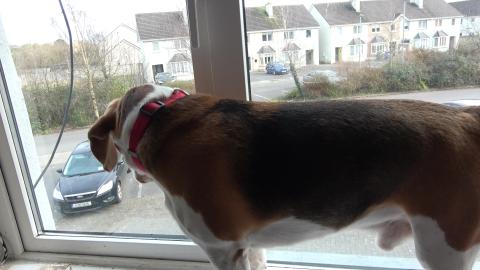 Happy Dog Welcomes His Sister Home | Heartwarming Dog Rea...