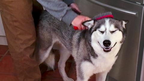 Husky Being Groomed by Daddy (She loves it!) | Funny Dogs...