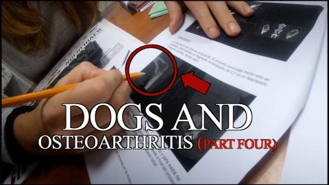 Percy The Labrador Results from the Vet