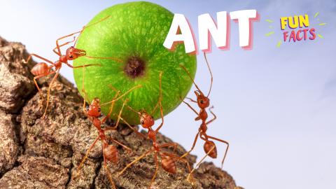Amazing Ants | Fun Facts