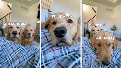 My Dog Begs For Cheese