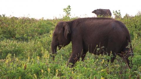 UDAWALAWE ELEPHANT SAFARI - Sri Lanka Vlog