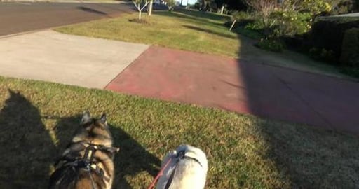 Chasing hare & cleaning up trash