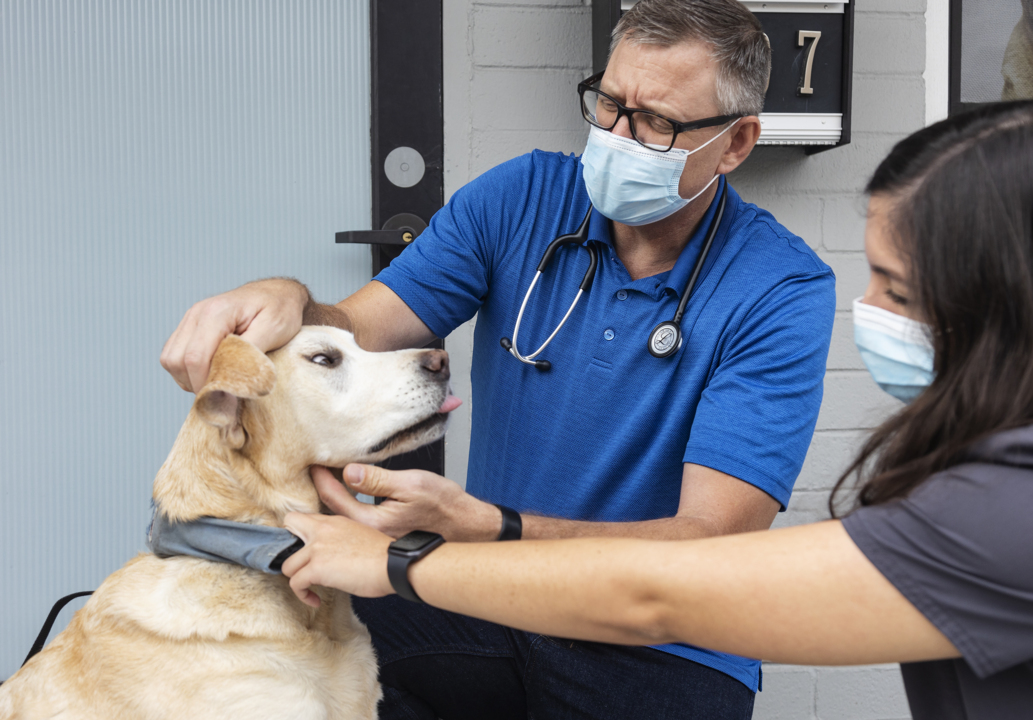 Boise veterinarian sees pet patients curbside during COVID pandemic