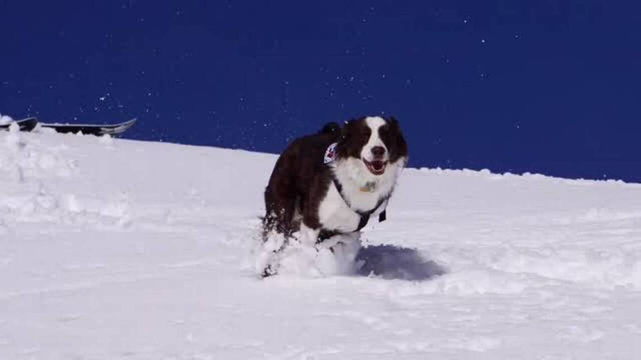Watch an avalanche rescue dog show off his skills during a training