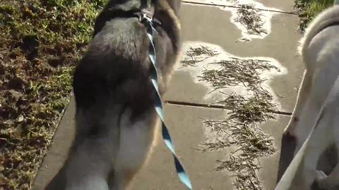 Husky & Malamute check out car crash site & flooded paddo...