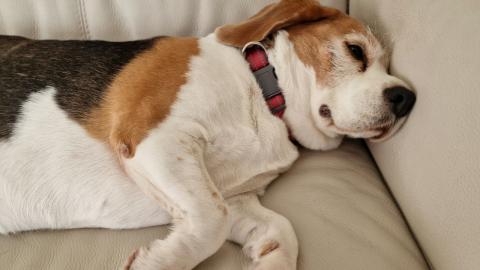 Beagle Nose is Always on the Go 