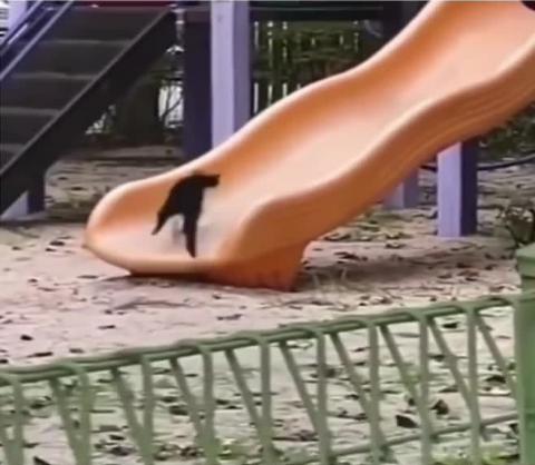 These cats are having so much fun!