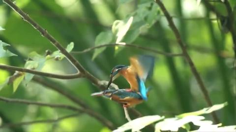 Nature Bird Nature And Wildlife Video –Bird and animal ...