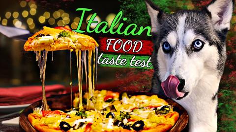 Huskies Trying Italian Food | Funny Dogs Video 