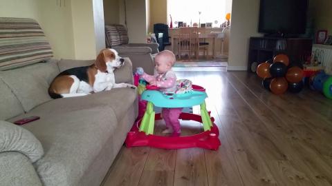 Babysitting Dog Taking Care of Baby