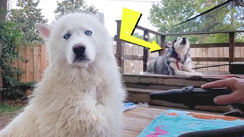Malamute Sings To Husky During Her Blowout | Grooming