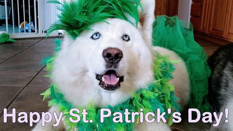 Husky & Malamute Sharing Irish Quotes Say St  Patrick's D...