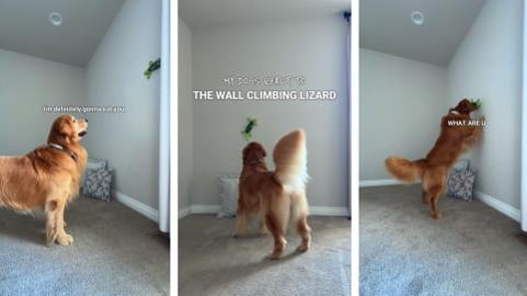 My Dogs React to the Wall Climbing Lizard