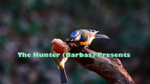 video from Hunter (Barbas)   Spring rebirth
