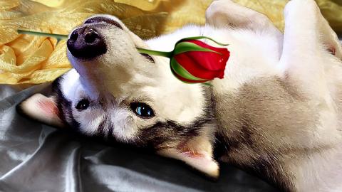 Huskies Making a Dramatic Scene! | Funny Dogs Video