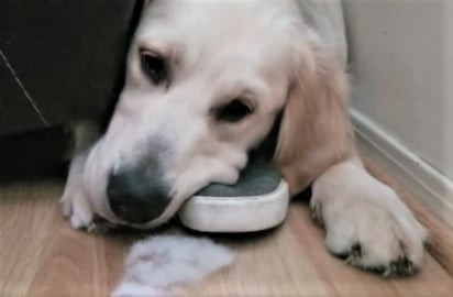 Cute Dog Hides Shoe From Me!