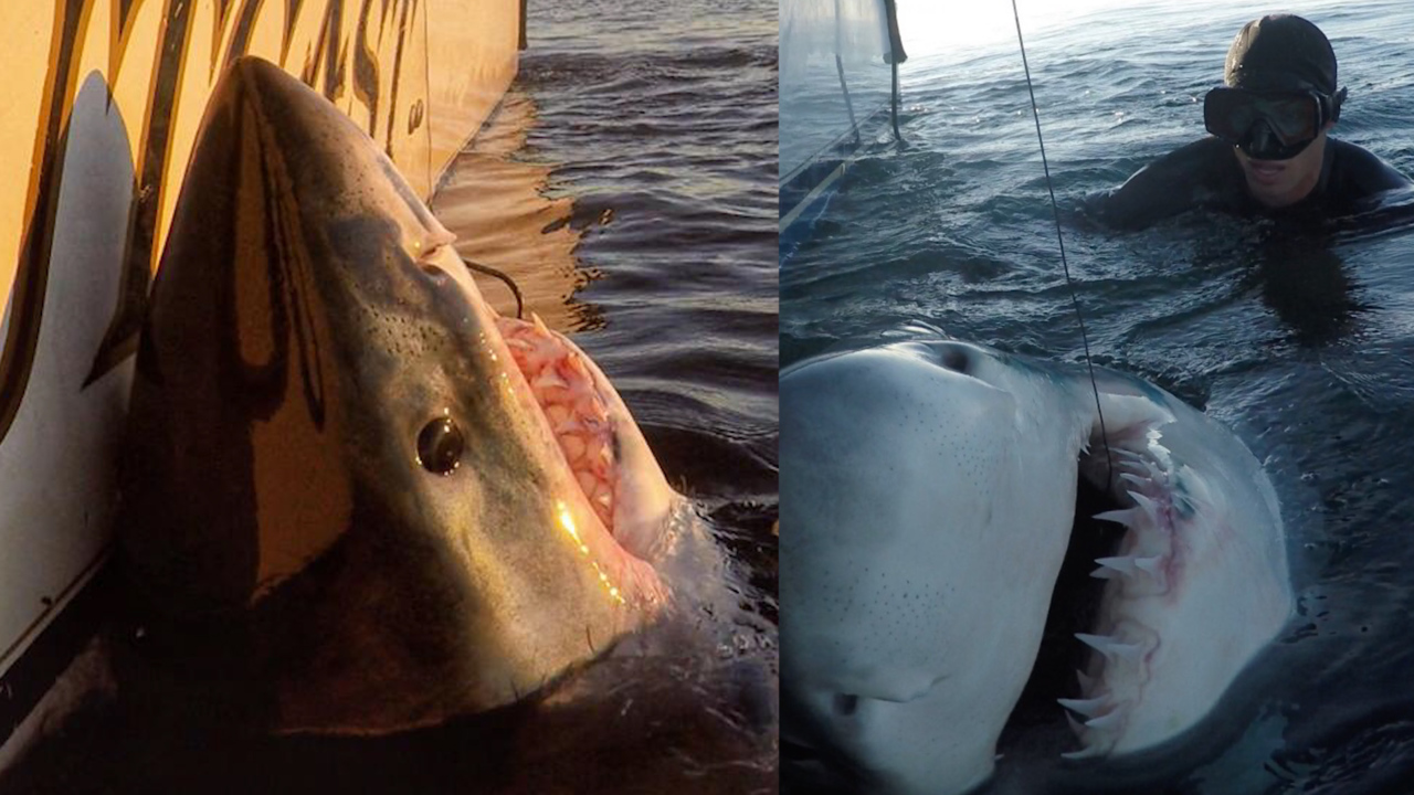 Golf legend Greg Norman catches massive shark, video shows