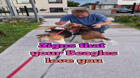 Signs That Your Dogs Love You
