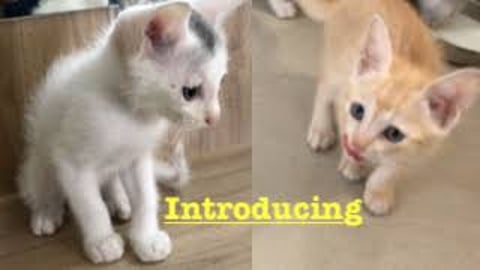 My Pets Tedy & Gify !!! Intro 