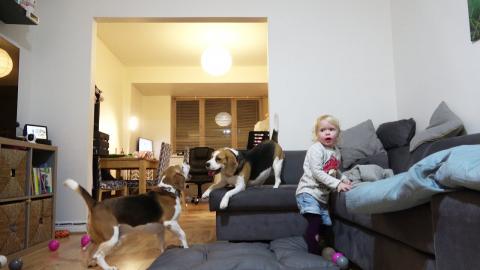 How My Beagle Dogs Playing Together Every Evening