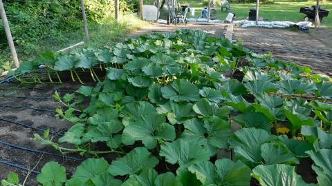 Tell me the Basics ? Giant Pumpkin Plants ?