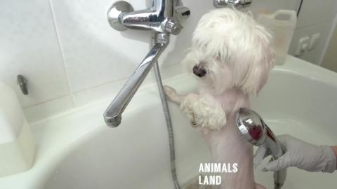 Funny Dogs Cute Cats Video Compilation 03 Animals Land