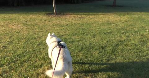 Off-leashed dogs say hello in leashed area