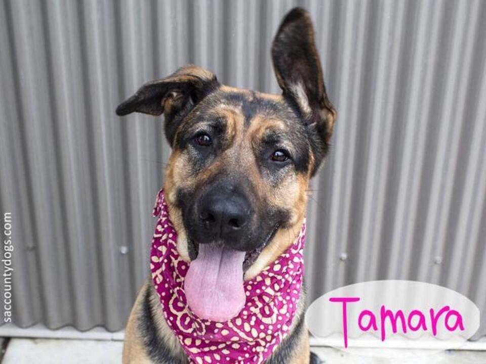 Sacramento's Bradshaw Animal Shelter is full of dogs, needs adopters