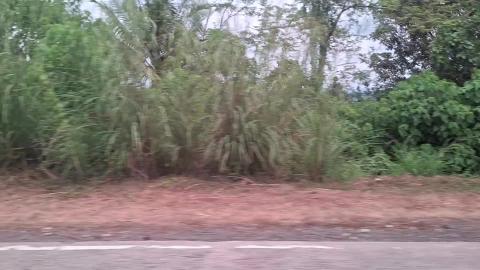 Bislig and Agusan del Sur road in Mindanao, Phils.