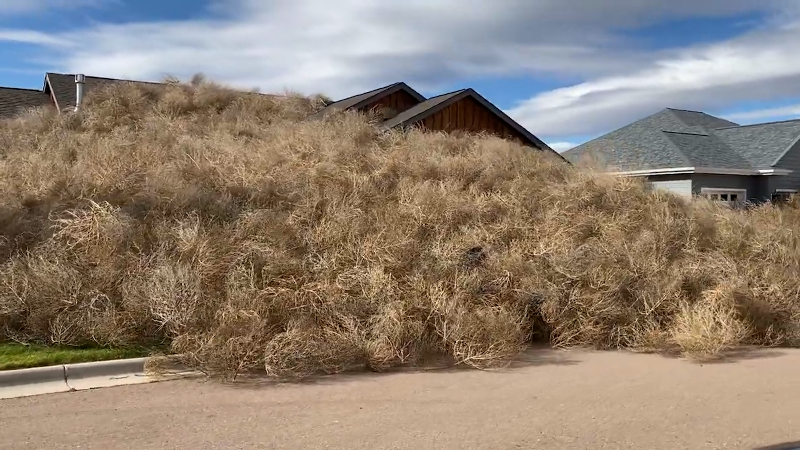 Tumbleweeds pile up in front of Montana homes amid high winds