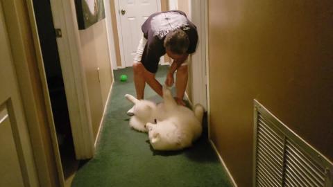 Husky & Daddy Playtime!