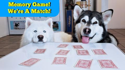 My Malamute & Husky Play Memory Game | Dogs Quarantine Ga...