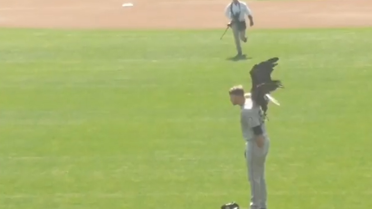 Video Bald eagle lands on Mariners pitcher James Paxton during anthem