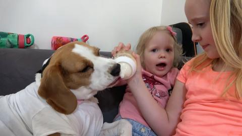 Cute Children Feeding Beagle Dog Like a Baby : Funny Dog ...