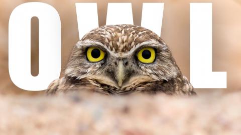 OWL: The Silent, Night-Vision Predator That Rules the Ski...